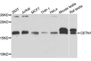 Western blot analysis of extracts of various cell lines, using CETN1 antibody. (Centrin 1 antibody)