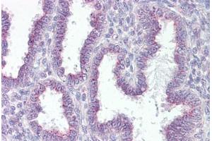 Anti-RER1 antibody IHC staining of human uterus.