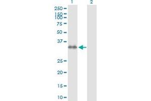 Western Blot analysis of STX7 expression in transfected 293T cell line by STX7 MaxPab polyclonal antibody. (Syntaxin 7 antibody  (AA 1-261))