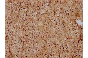 IHC image of ABIN7139851 diluted at 1:400 and staining in paraffin-embedded human adrenal gland tissue performed on a Leica BondTM system. (PEN2 antibody  (AA 39-57))