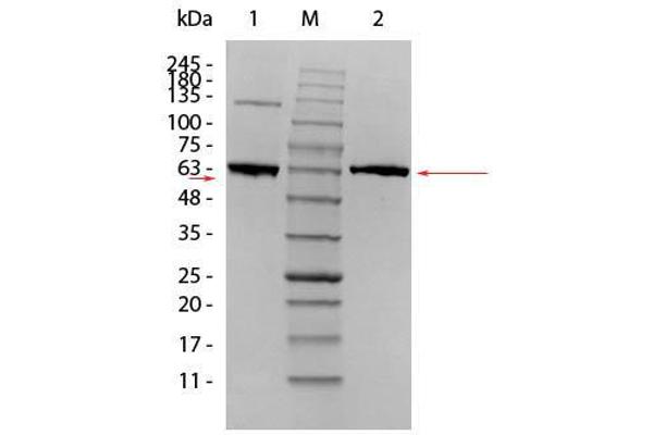 AKT1 Protein