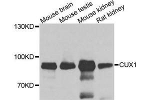 Western blot analysis of extracts of various cells, using CUX1 antibody. (CUX1 antibody)