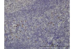 Immunoperoxidase of monoclonal antibody to TCF12 on formalin-fixed paraffin-embedded human tonsil. (TCF12 antibody  (AA 364-453))