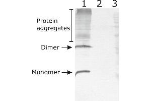 Western-Blot detection of human NRTN expressed in CHO cells. (Neurturin antibody)