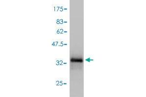 Western Blot detection against Immunogen (33. (GNGT2 antibody  (AA 1-69))