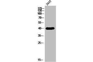 Western Blot analysis of 293T cells using DHHC-9 Polyclonal Antibody (ZDHHC9 antibody  (C-Term))