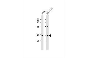 All lanes : Anti-MEOX2 Antibody at 1:1000 dilution Lane 1: Hela whole cell lysates Lane 2: NIH/3T3 whole cell lysates Lysates/proteins at 20 μg per lane. (MEOX2 antibody)