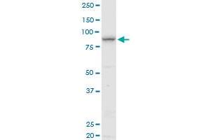 ELAC2 MaxPab polyclonal antibody. (ELAC2 antibody  (AA 1-826))