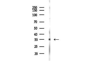 Western blot analysis of lysates from Rat brain, using MRPL15 Antibody at 1/1000 dilution.