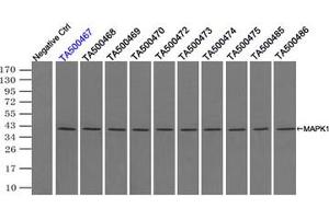 Image no. 2 for anti-Mitogen-Activated Protein Kinase 1 (MAPK1) antibody (ABIN1499291) (ERK2 antibody)