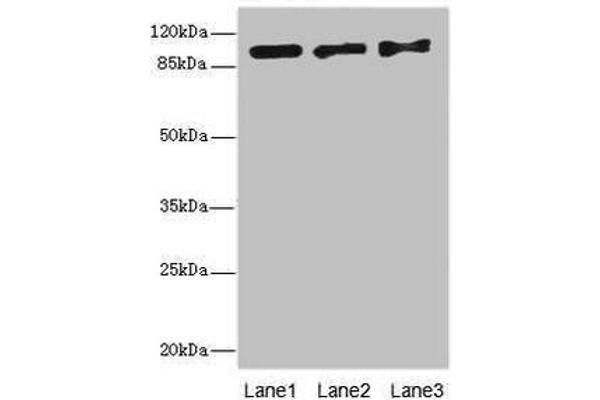 Exonuclease 1 antibody  (AA 301-600)