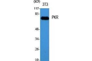 Western Blot (WB) analysis of specific cells using PKR Polyclonal Antibody. (EIF2AK2 antibody  (Thr392))