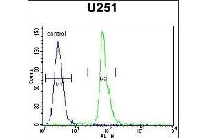 COPZ2 Antibody (C-term) (ABIN651368 and ABIN2840206) flow cytometric analysis of  cells (right histogram) compared to a negative control cell (left histogram). (COPZ2 antibody  (C-Term))