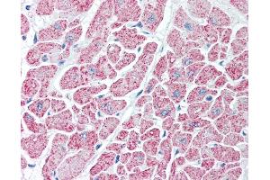Anti-IDH antibody IHC of human heart. (Isocitrate Dehydrogenase antibody)