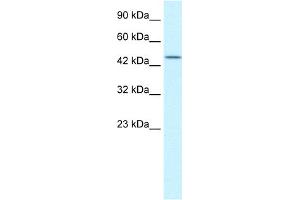 WB Suggested Anti-TCEB1 Antibody Titration:  0. (TCEB1 antibody  (N-Term))