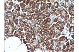Image no. 2 for anti-Synaptotagmin IV (SYT4) antibody (ABIN1501275) (SYT4 antibody)