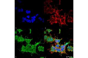 Immunocytochemistry/Immunofluorescence analysis using Mouse Anti-beta 4 Spectrin Monoclonal Antibody, Clone S393-2 . (SPTBN4 antibody  (AA 1621-1832) (PerCP))
