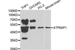 Western blot analysis of extracts of various cell lines, using ATP6AP1 antibody. (ATP6AP1 antibody  (AA 90-390))