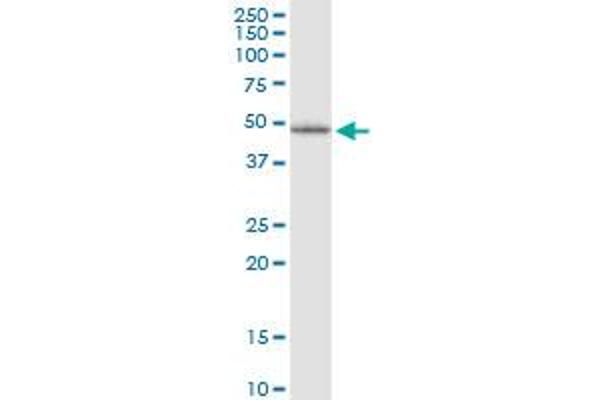 LHX5 antibody  (AA 114-182)