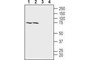 Western blot analysis of mouse (lanes 1 and 3) and rat (lanes 2 and 4) brain membranes: - 1,2. (SLC1A4 antibody  (C-Term, Intracellular))