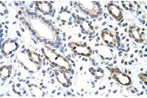 Immunohistochemical staining (Formalin-fixed paraffin-embedded sections) of human kidney with KHDRBS3 polyclonal antibody .