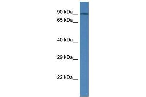 WB Suggested Anti-Kctd3 Antibody   Titration: 1. (KCTD3 antibody  (Middle Region))