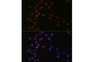Immunofluorescence analysis of NIH-3T3 cells using L Rabbit mAb (ABIN7270266) at dilution of 1:100 (40x lens). (ASH2L antibody)
