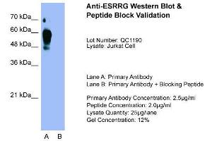 Host:  Rabbit  Target Name:  ESRRG  Sample Type:  Jurkat  Lane A:  Primary Antibody  Lane B:  Primary Antibody + Blocking Peptide  Primary Antibody Concentration:  2. (ESRRG antibody  (Middle Region))