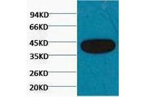 Western Blotting (WB) image for anti-Actin, beta (ACTB) antibody (ABIN6285654)