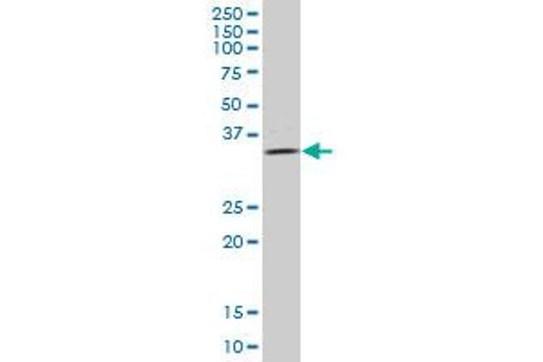 ULBP2 antibody  (AA 1-246)