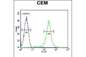 Flow cytometric analysis of CEM cells (right histogram) compared to a negative control cell (left histogram). (CFP antibody  (AA 197-223))
