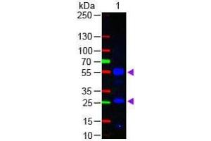 Western blot of Fluorescein conjugated Goat Fab Anti-Human IgG secondary antibody. (Goat anti-Human IgG (Heavy & Light Chain) Antibody (FITC) - Preadsorbed)