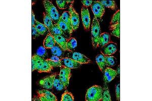 Confocal immunofluorescent analysis of p53 Antibody (T55) (ABIN390200 and ABIN2840687) with  cell followed by Alexa Fluor 488-conjugated goat anti-rabbit lgG (green). (p53 antibody  (AA 33-62))