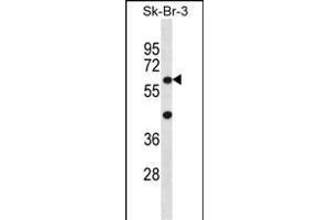 STXBP3 Antibody (Center) (ABIN656402 and ABIN2845696) western blot analysis in SK-BR-3 cell line lysates (35 μg/lane). (STXBP3 antibody  (AA 145-171))