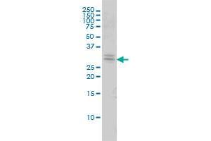 TOLLIP monoclonal antibody (M01), clone 1A5-2A3 Western Blot analysis of TOLLIP expression in 293 . (TOLLIP antibody  (AA 1-274))