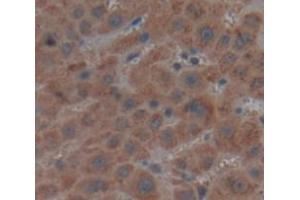 Figure. (FAH antibody  (AA 40-195))