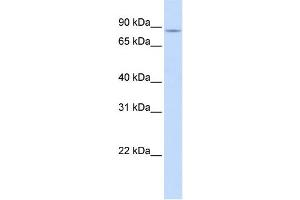 Western Blotting (WB) image for anti-Solute Carrier Family 26, Member 3 (SLC26A3) antibody (ABIN2457907)