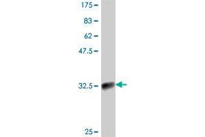 Western Blot detection against Immunogen (33. (KLRC1 antibody  (AA 1-70))