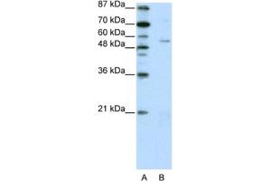 Western Blotting (WB) image for anti-Zinc Finger Protein 329 (ZNF329) antibody (ABIN2461933) (ZNF329 antibody)