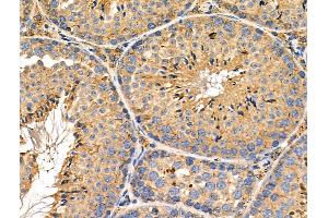 ABIN6260360 and ABIN6276505 at 1/100 staining Mouse testis tissue by IHC-P. (C19orf10 antibody  (Internal Region))