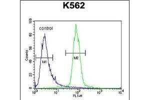 hCG_2024410 Antibody (C-term) (ABIN654993 and ABIN2850479) flow cytometric analysis of K562 cells (right histogram) compared to a negative control cell (left histogram). (hCG_2024410 (AA 187-215), (C-Term) antibody)