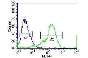 NKX1. (NKX1-2 antibody  (AA 1-2))