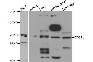 Western blot analysis of extracts of various cell lines, using CTCFL antibody.