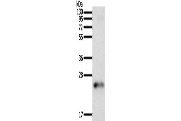 FAM3A antibody