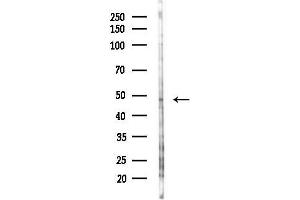 anti-Gap Junction Protein, alpha 3, 46kDa (GJA3) (C-Term) antibody