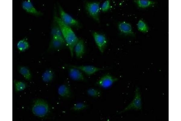 RASGEF1A antibody  (AA 1-207)