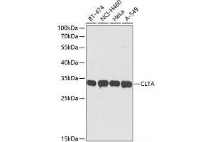 Western blot analysis of extracts of various cell lines using CLTA Polyclonal Antibody at dilution of 1:3000. (CLTA antibody)