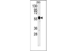 Western blot analysis of anti-E2F1 Antibody in 293 cell line lysates (35ug/lane).