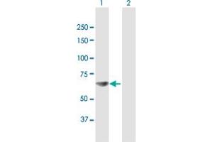 Western Blot analysis of RPA1 expression in transfected 293T cell line by RPA1 MaxPab polyclonal antibody. (RPA1 antibody  (AA 1-616))