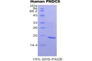 SDS-PAGE (SDS) image for Fibronectin Type III Domain Containing 5 (FNDC5) (AA 2-137) protein (His tag) (ABIN2121058) (FNDC5 Protein (AA 2-137) (His tag))